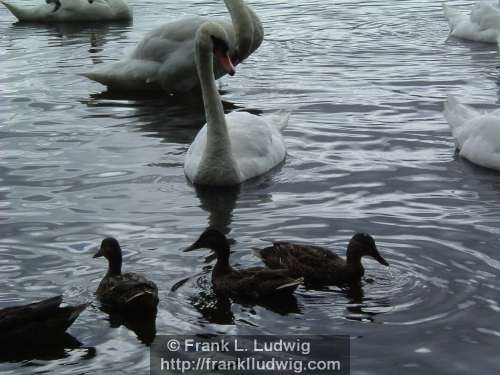 Swan Minding Ducks